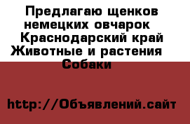 Предлагаю щенков немецких овчарок - Краснодарский край Животные и растения » Собаки   